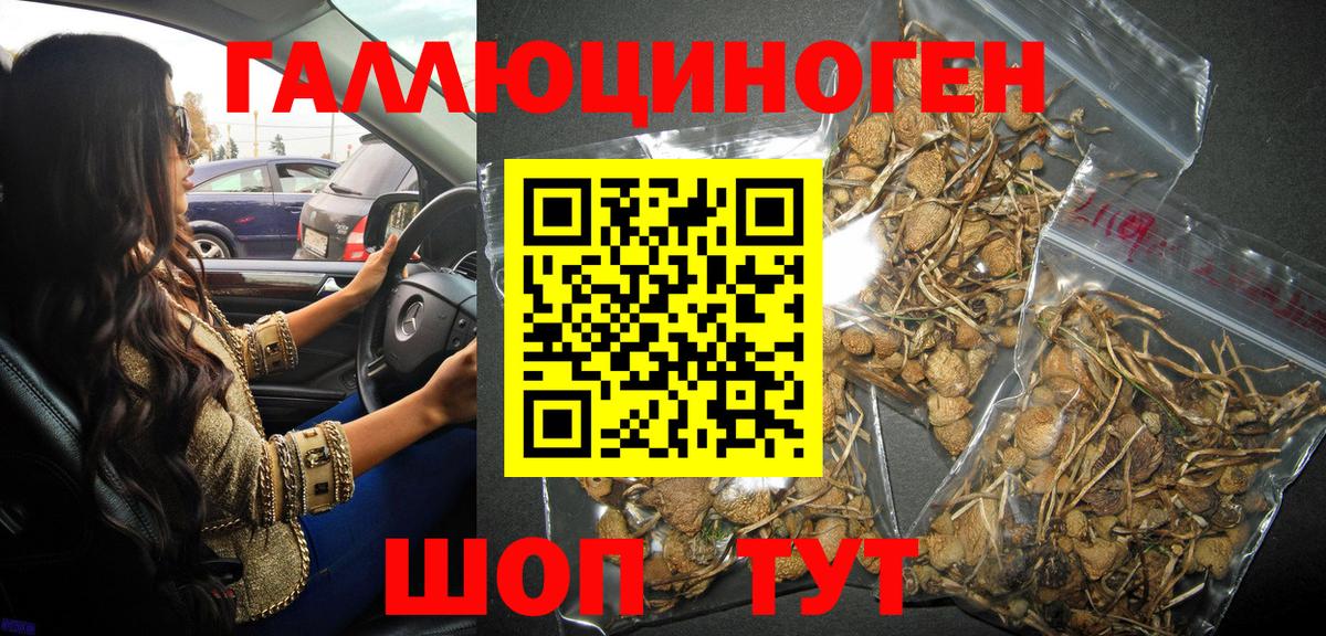 Псилоцибиновые грибы Psilocybine cubensis Новокуйбышевск